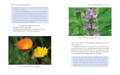 Alternative view 12 of Advanced Flower Essence Healing: New Frontiers in the Field of Bach Flower Remedies