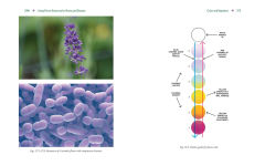 Alternative view 7 of Advanced Flower Essence Healing: New Frontiers in the Field of Bach Flower Remedies