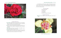 Alternative view 9 of Advanced Flower Essence Healing: New Frontiers in the Field of Bach Flower Remedies
