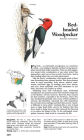 Alternative view 5 of Book of North American Birds: An Illustrated Guide to More Than 600 Species