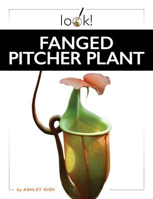 Fanged Pitcher Plant