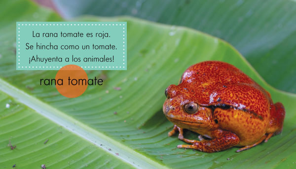 Animales rojos