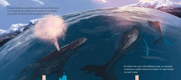 Las ballenas jorobadas: Una historia de migracion