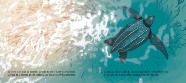 Las tortugas laud: Una historia de migracion