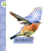 Bluebirds