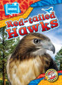 Red-tailed Hawks