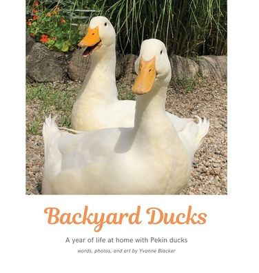 Backyard Ducks: A year of life at home with Pekin ducks
