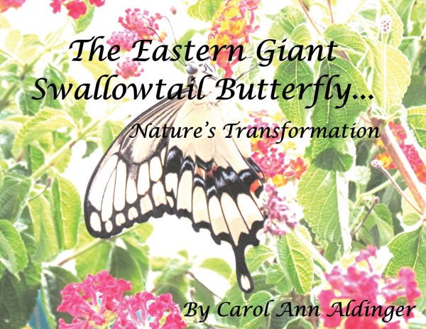 The Eastern Giant Swallowtail Butterfly: Nature's Transformation